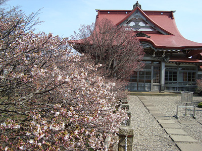 清隆寺の桜