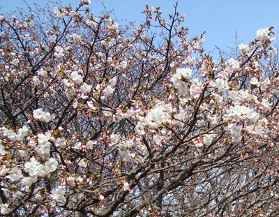清隆寺の桜
